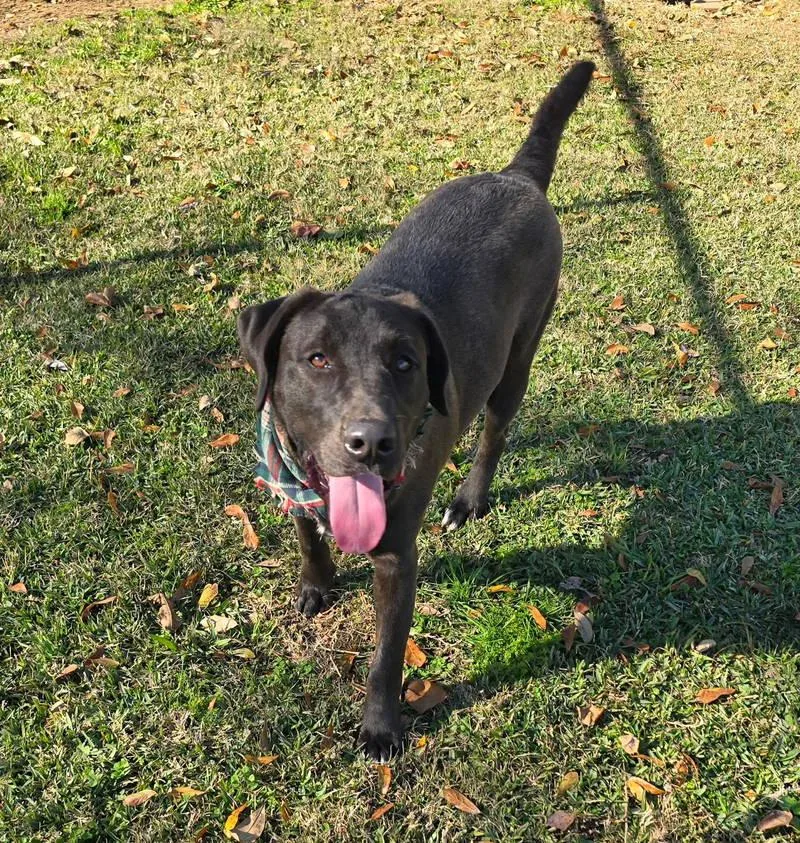 An adult large-sized male Labrador Retriever dog named Benny for adoption in Oakhurst, NJ