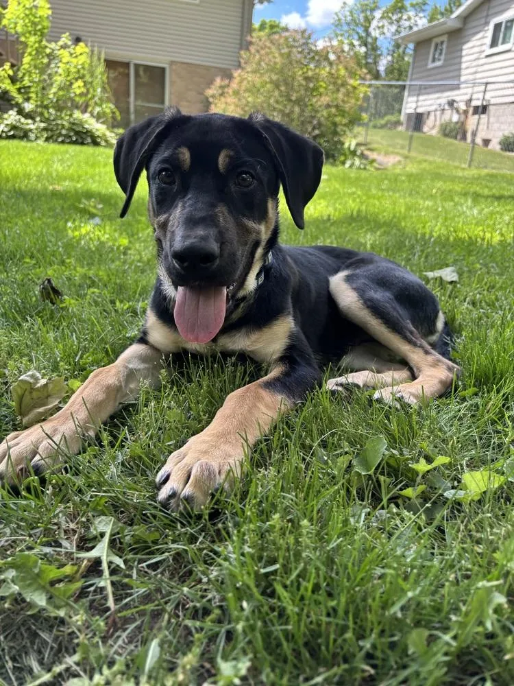 A baby large-sized male Brown / Chocolate Mixed Breed dog named Ryder for adoption in Lansing, MI