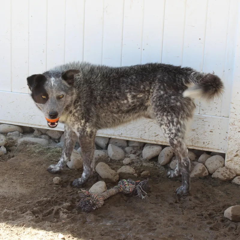 An adult medium-sized male Merle (Blue) Australian Cattle Dog / Blue Heeler dog named Bronco for adoption in Yucca Valley, CA