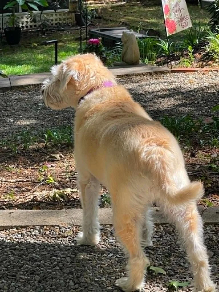 An adult medium-sized male Poodle dog named Freddie for adoption in Waxhaw, NC
