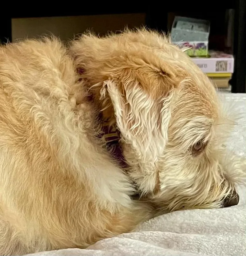Freddie thumbnail 3