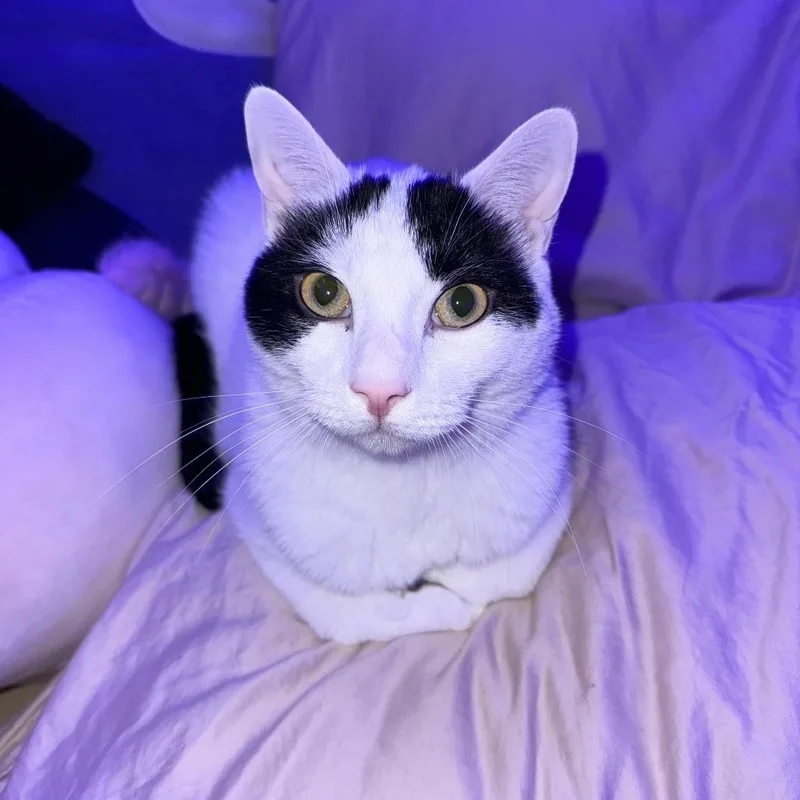 An adult large-sized male Domestic Short Hair cat named Bone Jangles for adoption in Tempe, AZ