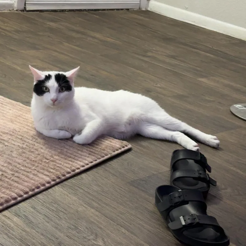 Bone Jangles thumbnail 2