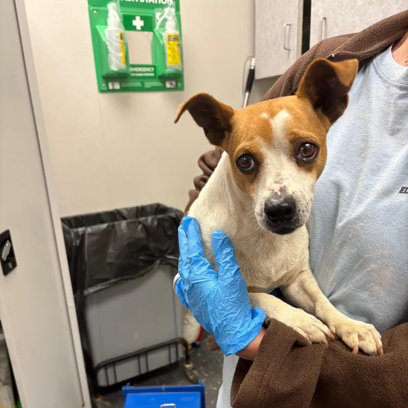 An adult small-sized male White / Cream Mixed Breed dog named Junior for adoption in Columbiana, AL