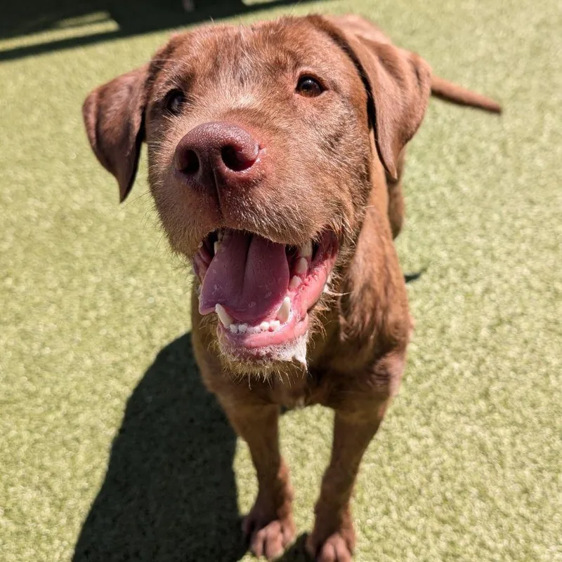 A young medium-sized female Labrador Retriever dog named Ruby Jane for adoption in Wenatchee, WA