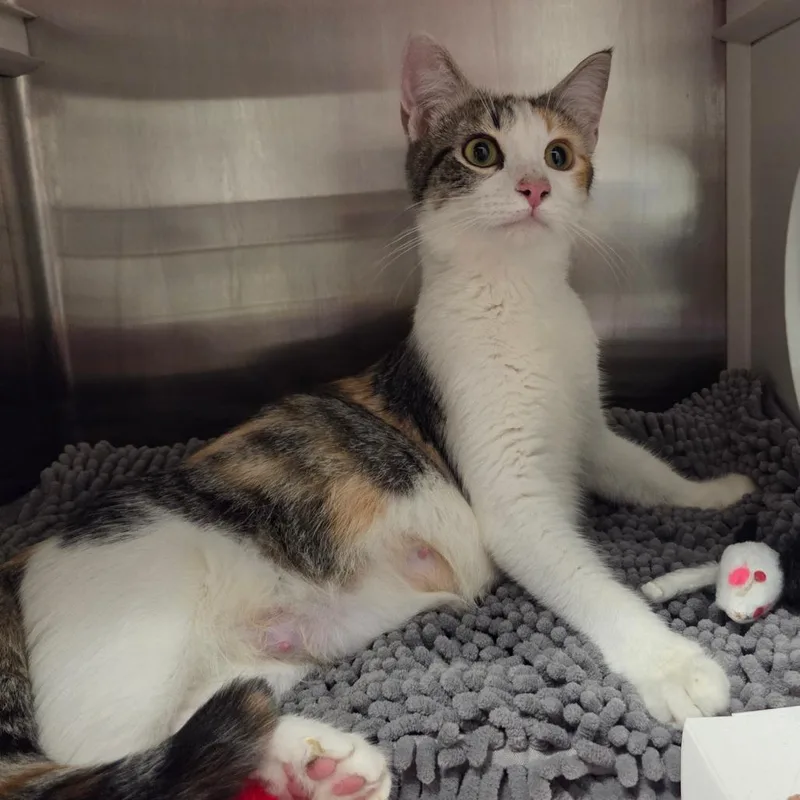 A young medium-sized female Calico Domestic Short Hair cat named Arwin for adoption in Chattanooga, TN