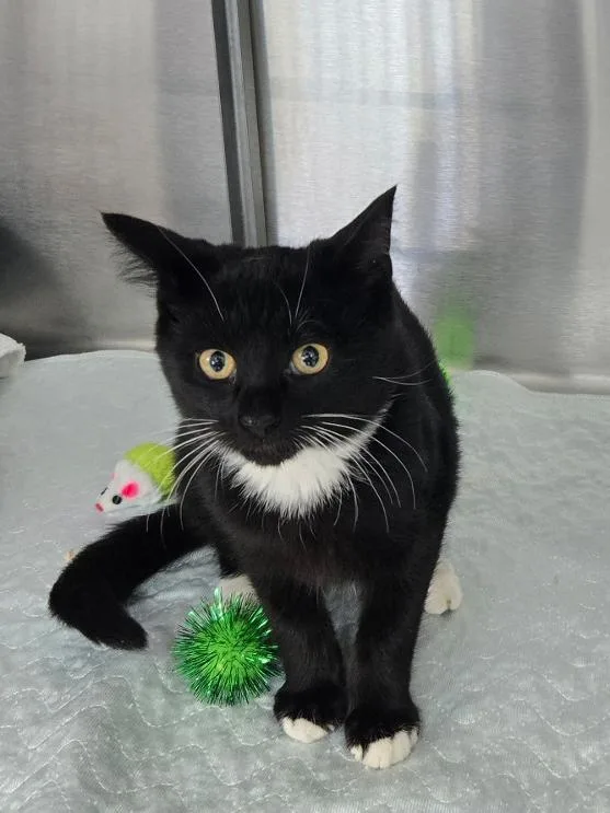 A young medium-sized male Black & White / Tuxedo Domestic Short Hair cat named Sully for adoption in Mount Vernon, OH