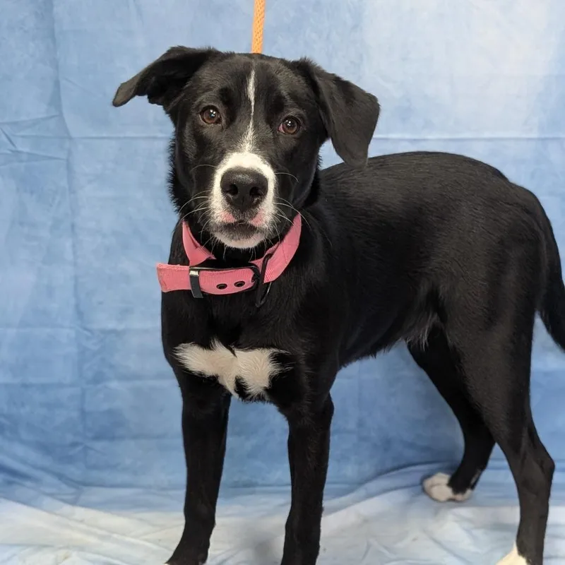A young medium-sized female Black Mixed Breed dog named Pixel for adoption in Buchanan Dam, TX