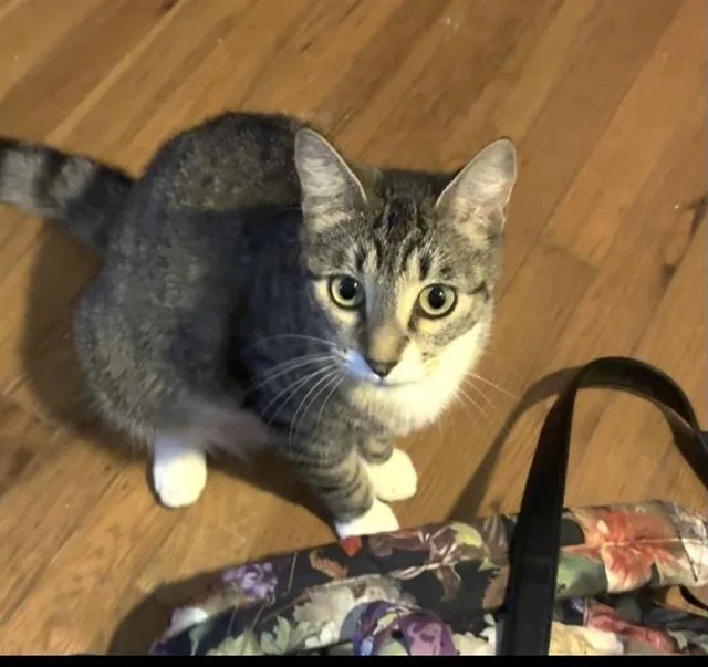 A young small-sized female Domestic Short Hair cat named Mamma Juneau for adoption in Sacramento, CA