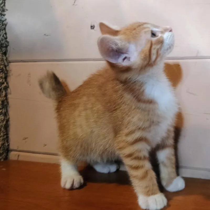 A baby small-sized male Orange / Red Domestic Short Hair cat named Bentley for adoption in Carmel, IN
