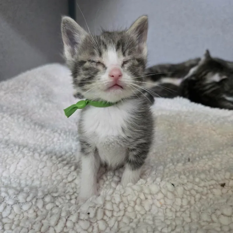 A baby small-sized male Gray / Blue / Silver Domestic Short Hair cat named Lime for adoption in Newport, TN