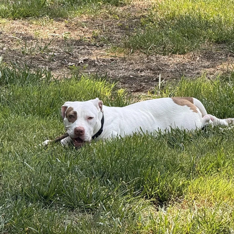 A young medium-sized female White / Cream Pit Bull Terrier dog named Zoe for adoption in Fredericksburg, VA