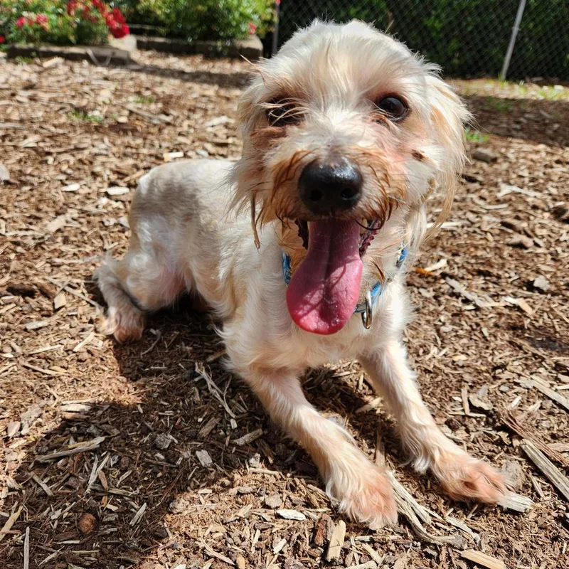 A senior small-sized male Silky Terrier dog named Angus for adoption in Cumming, GA