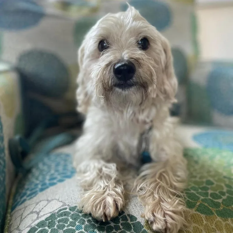Angus thumbnail 3