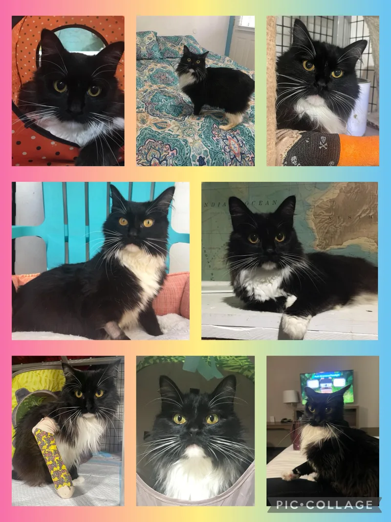 Valentine thumbnail 3