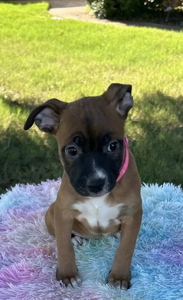 A baby medium-sized female Tricolor (Brown, Black, & White) Boxer dog named Vixen  Raya’s Litter for adoption in Horn Lake, MS
