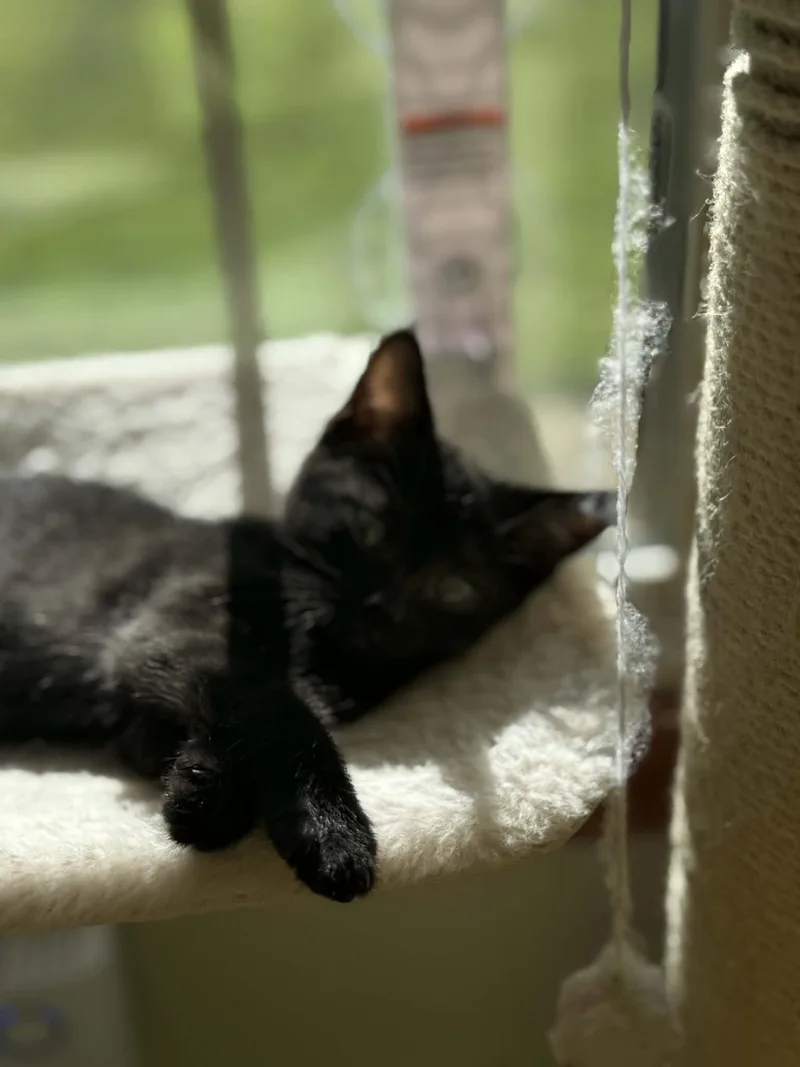 A baby medium-sized female Black American Shorthair cat named Roberta for adoption in Beloit, OH