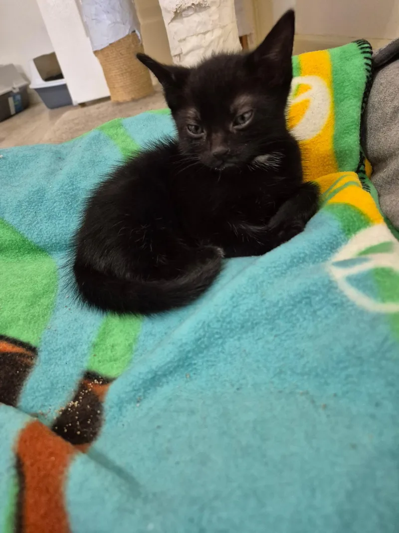 A baby medium-sized male Black Domestic Short Hair cat named Hersheykiss for adoption in Philadelphia, PA