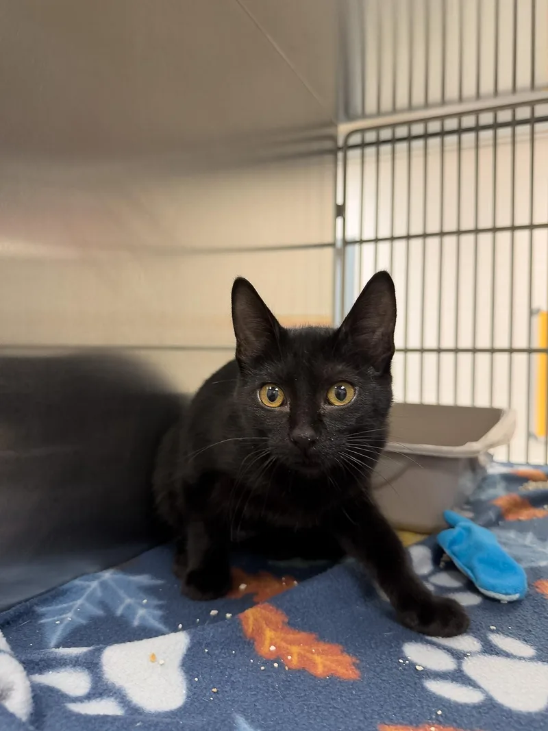 A young medium-sized female Domestic Short Hair cat named Venus for adoption in Allen, TX