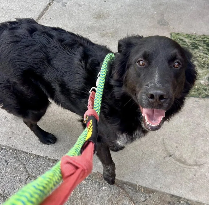 A young large-sized male Border Collie dog named Ozzy for adoption in Warren, MI