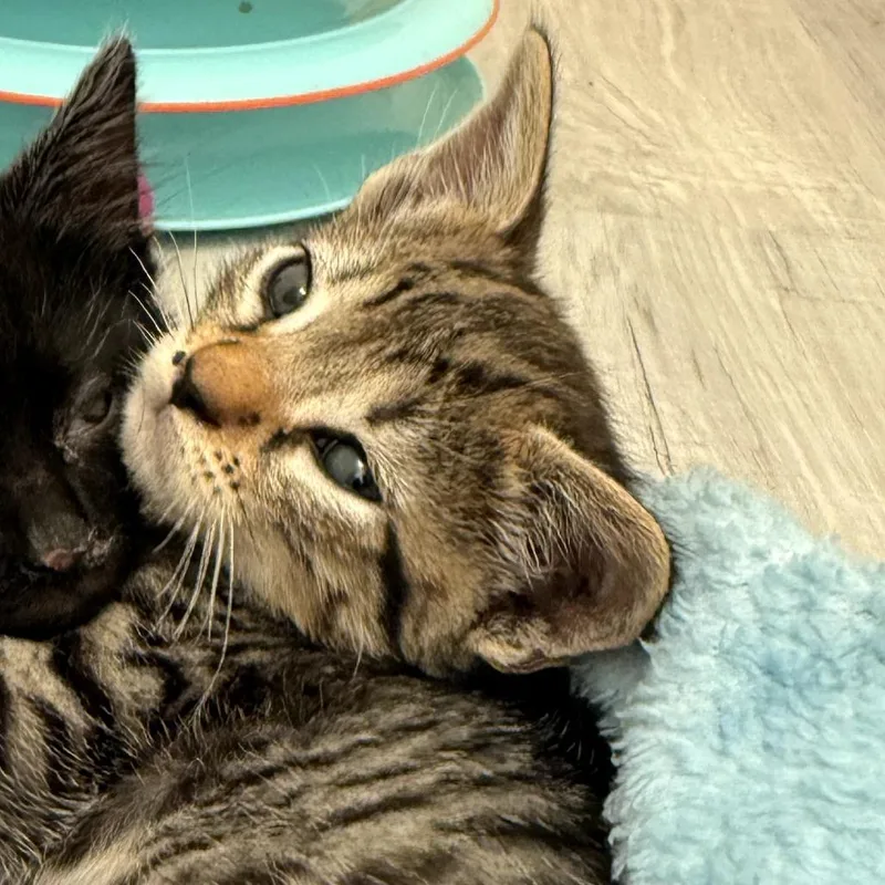 A baby small-sized male Brown / Chocolate Domestic Short Hair cat named Eazy E for adoption in Long Beach, CA