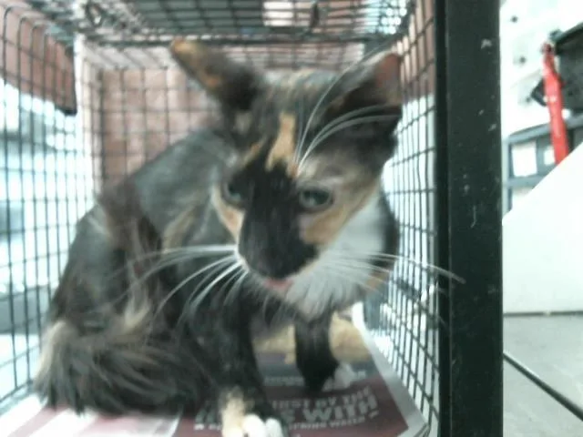 A young medium-sized female Domestic Short Hair cat named Kyra for adoption in Houston, TX