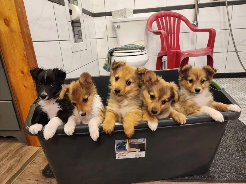 Colliepomeranian Puppies