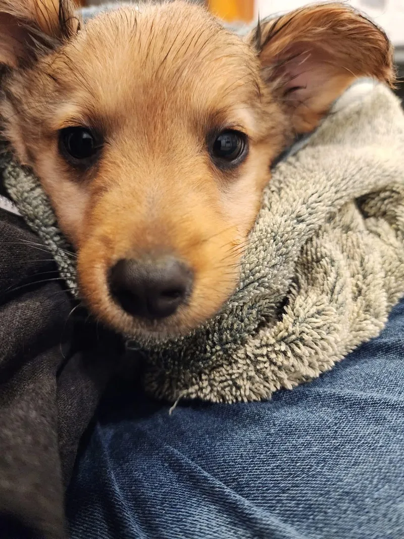 Colliepomeranian Puppies thumbnail 2