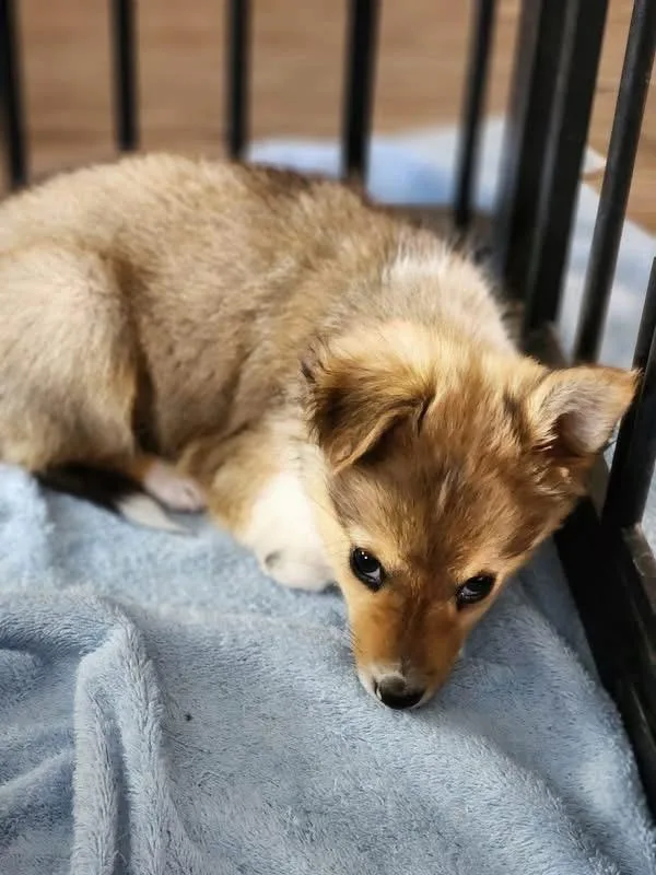 Colliepomeranian Puppies thumbnail 3