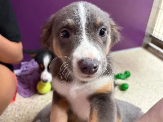 A baby small-sized female Australian Shepherd dog named Peppercorn for adoption in Ames, IA