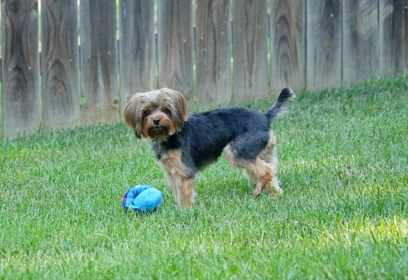 A young small-sized female Black Yorkshire Terrier dog named Izzy for adoption in Dyer, IN