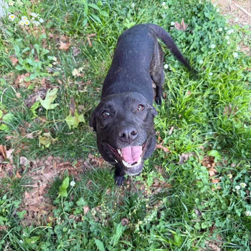 A young large-sized female Black Labrador Retriever dog named Babygirl for adoption in Rossville, GA