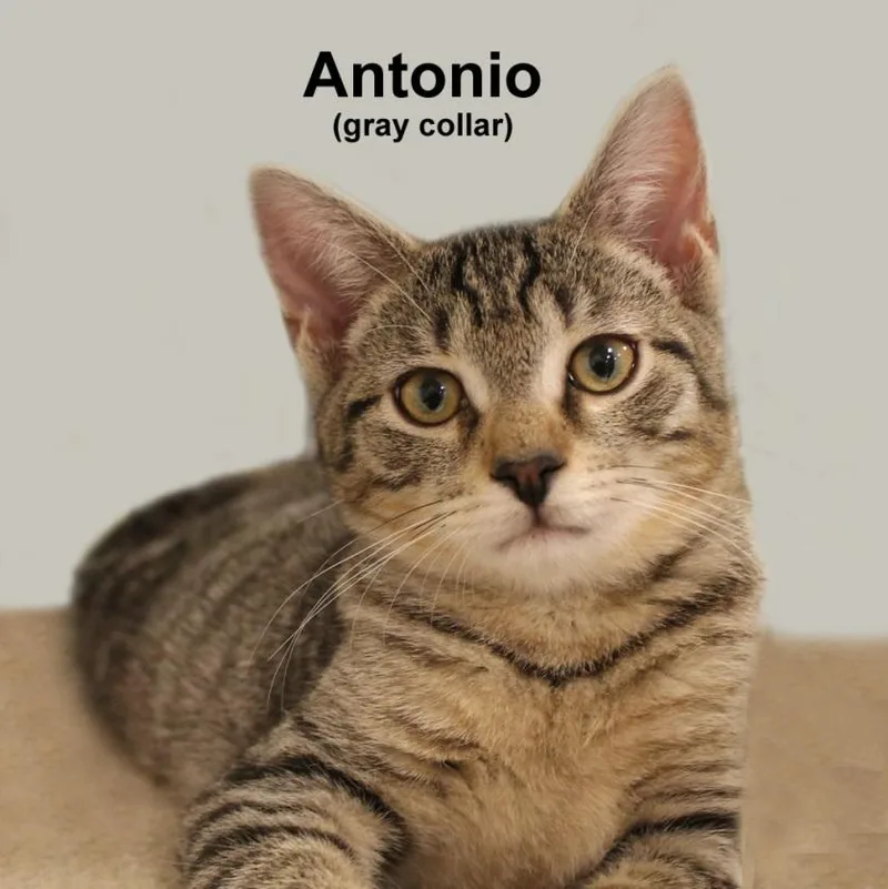 A baby medium-sized male Gray / Blue / Silver Domestic Short Hair cat named Antonio Fuhr. for adoption in Stowe, PA