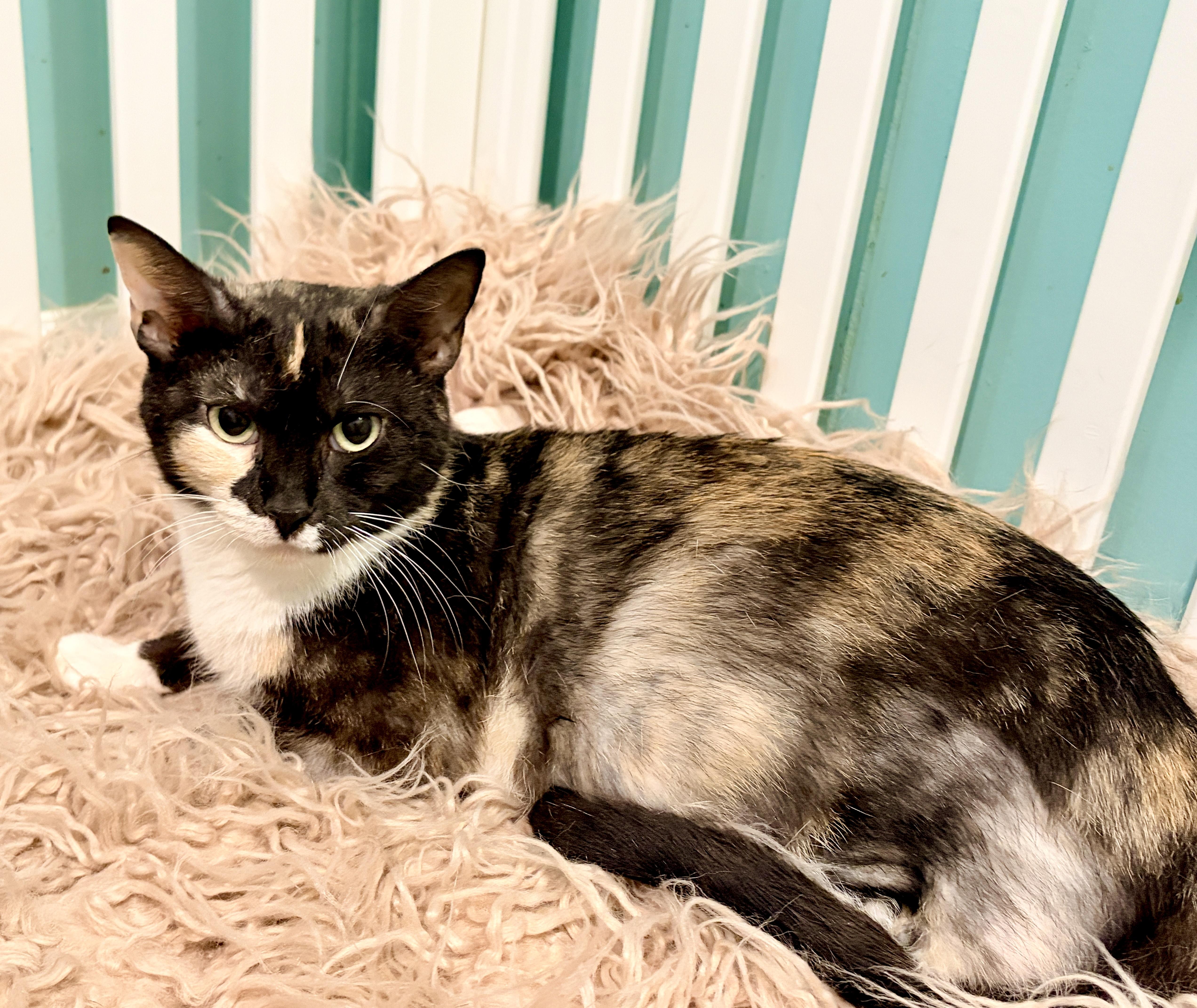 An adult medium-sized female Calico cat named Annabelle for adoption in Lucedale, MS