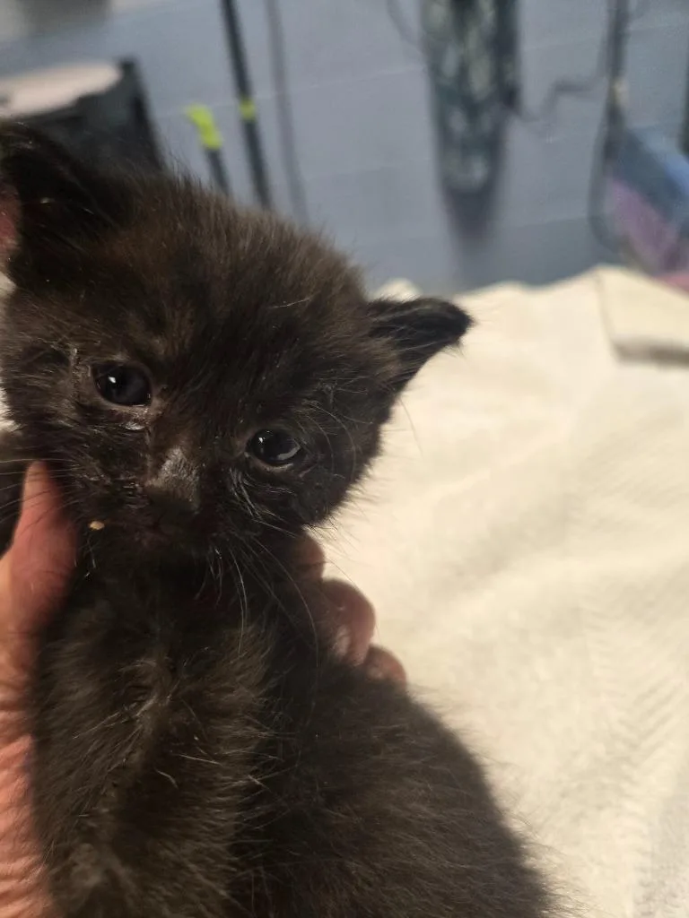 A baby small-sized male Domestic Short Hair cat named Ramzy for adoption in Detroit, MI