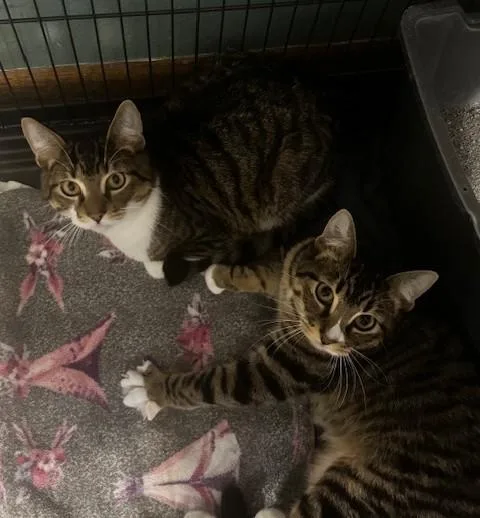 A young medium-sized male Tabby (Gray / Blue / Silver) Domestic Short Hair cat named Flash for adoption in Hutchinson, MN