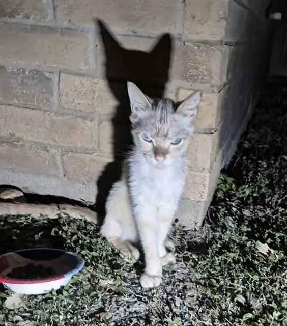 An adult small-sized male Domestic Short Hair cat named Snowball for adoption in San Antonio, TX