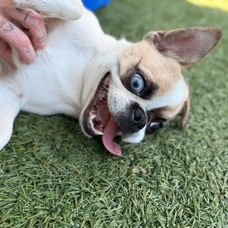 A young small-sized female White / Cream Pug dog named Teagan for adoption in Allentown, PA
