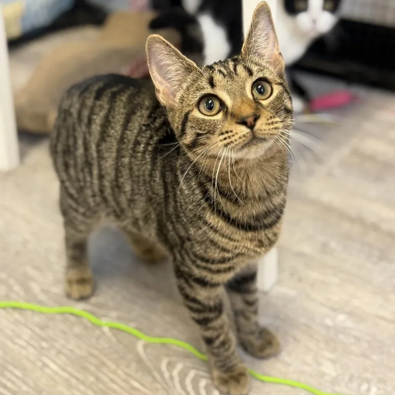 A baby small-sized female Brown / Chocolate Domestic Short Hair cat named Rosie for adoption in Ridgely, MD