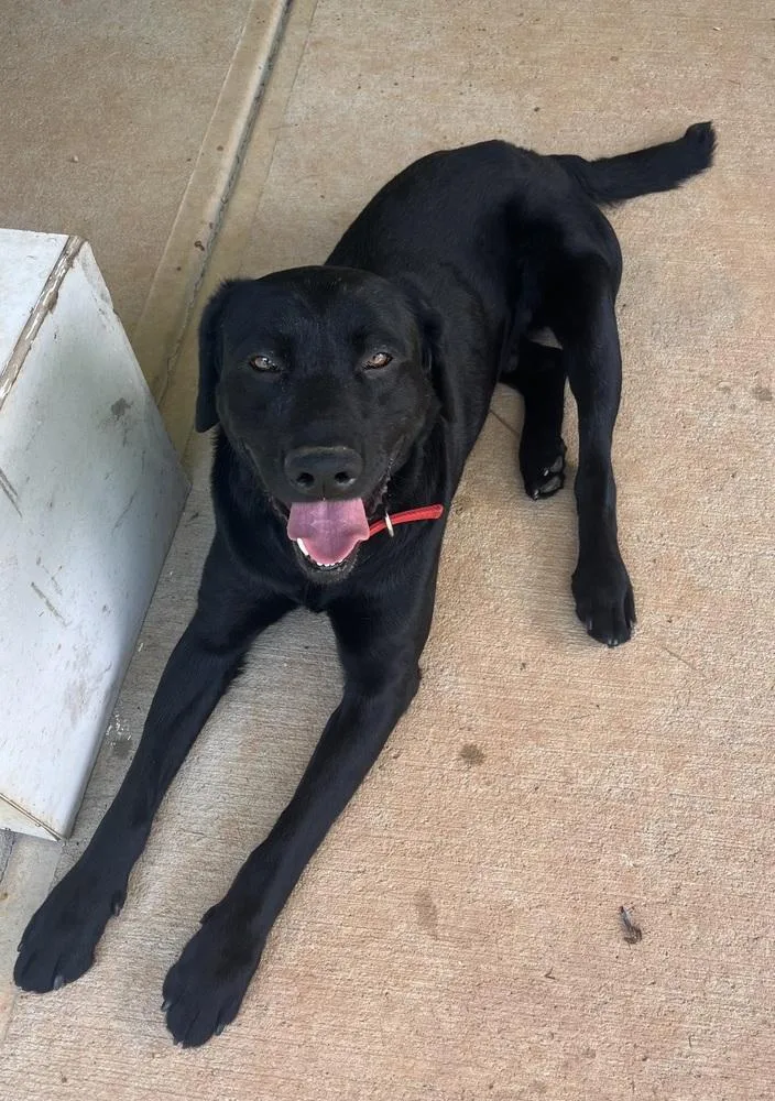 An adult large-sized male Black Labrador Retriever dog named Hunter for adoption in Mocksville, NC