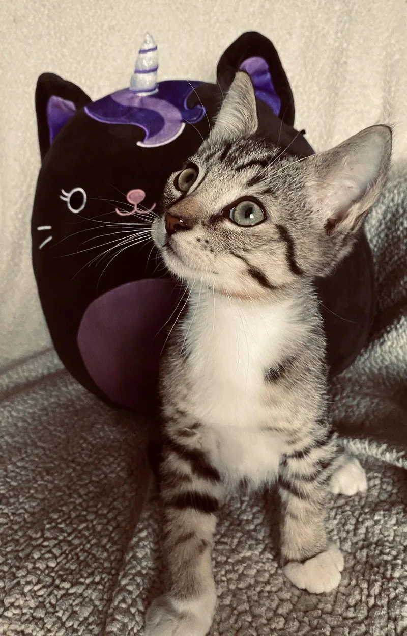 A young medium-sized male Domestic Short Hair cat named Ragnar for adoption in Riverside, CA