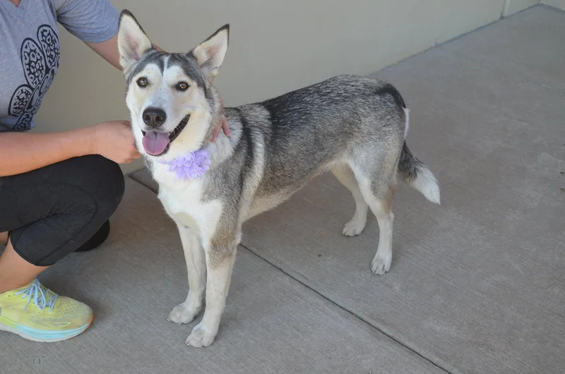 A young large-sized female Husky dog named Blondie for adoption in McKinney, TX