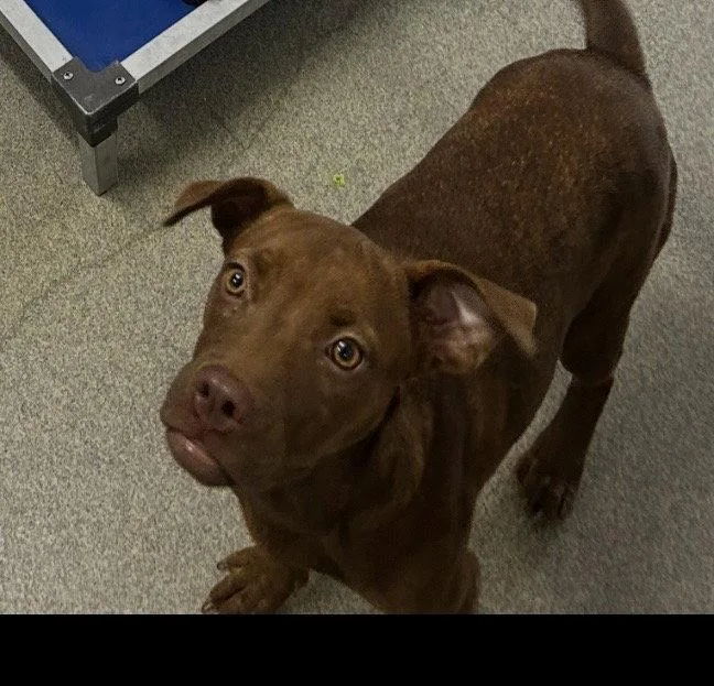 A young medium-sized female Labrador Retriever dog named sicily months Ava for adoption in Sterling, MA