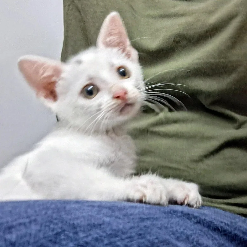 A baby small-sized male Turkish Van cat named Micah Meltsintoyou for adoption in Houston, TX