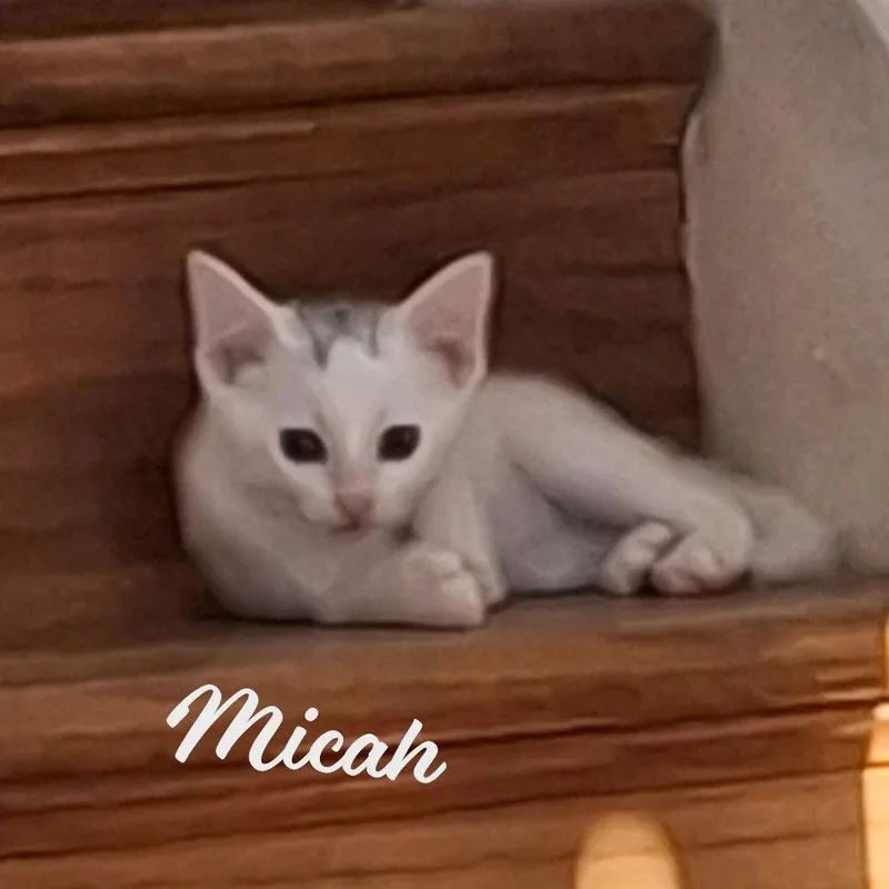 Micah Meltsintoyou thumbnail 2