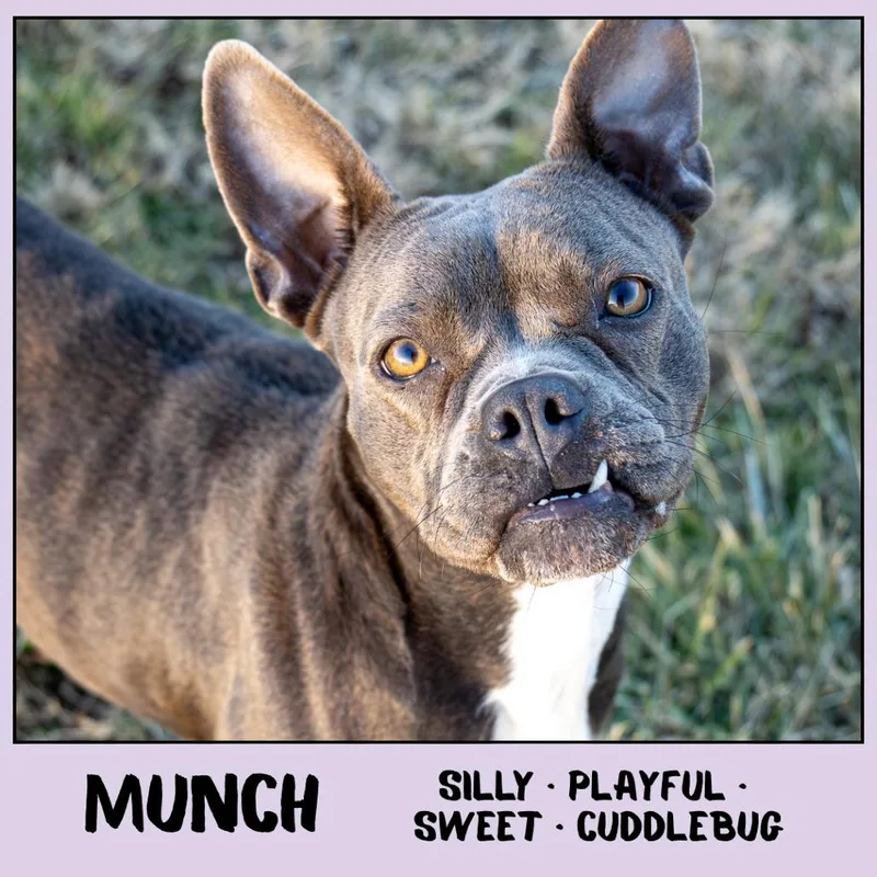 Munch thumbnail 5