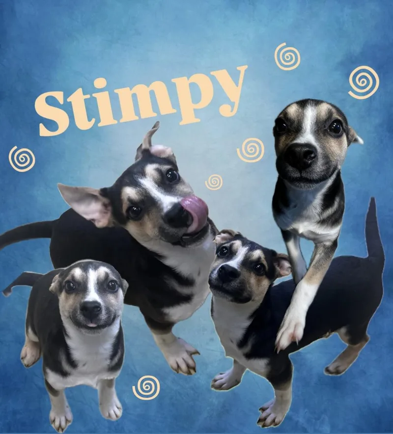 Stimpy