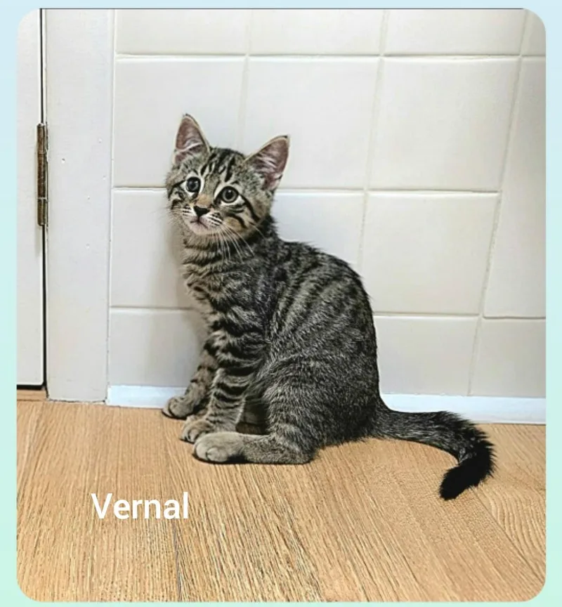 Vernal
