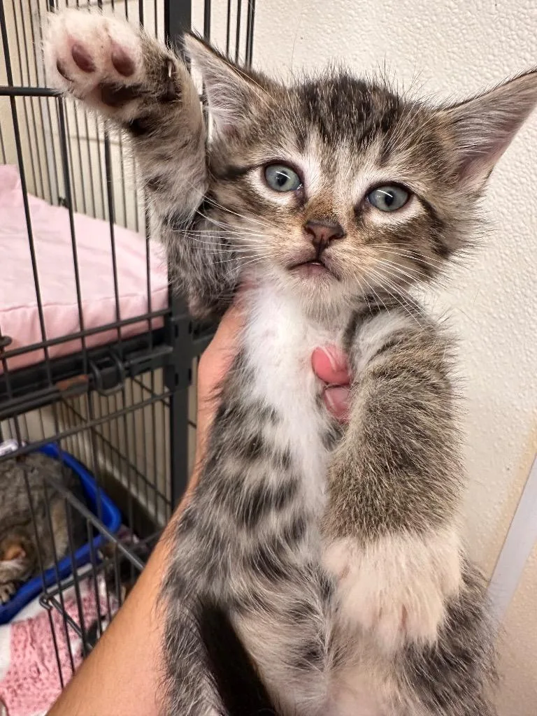 A baby small-sized male Domestic Short Hair cat named Boba for adoption in Sidney, NY
