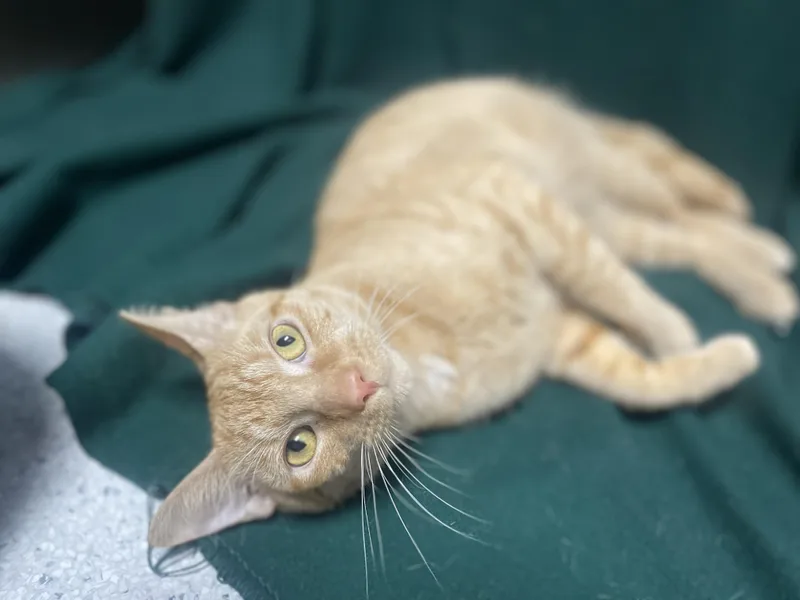 A young medium-sized male Orange / Red Domestic Short Hair cat named Boo Boo for adoption in Rock Falls, IL